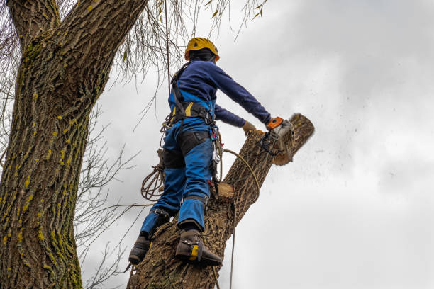 Federal Way, WA  Tree Services Company